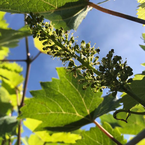 Marquette magic: hybrid grapes and the rosés of summer