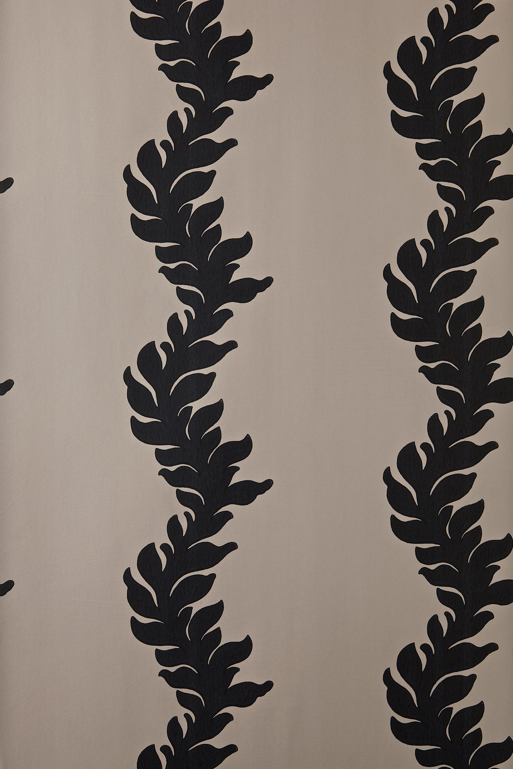 acanthus bp 2703