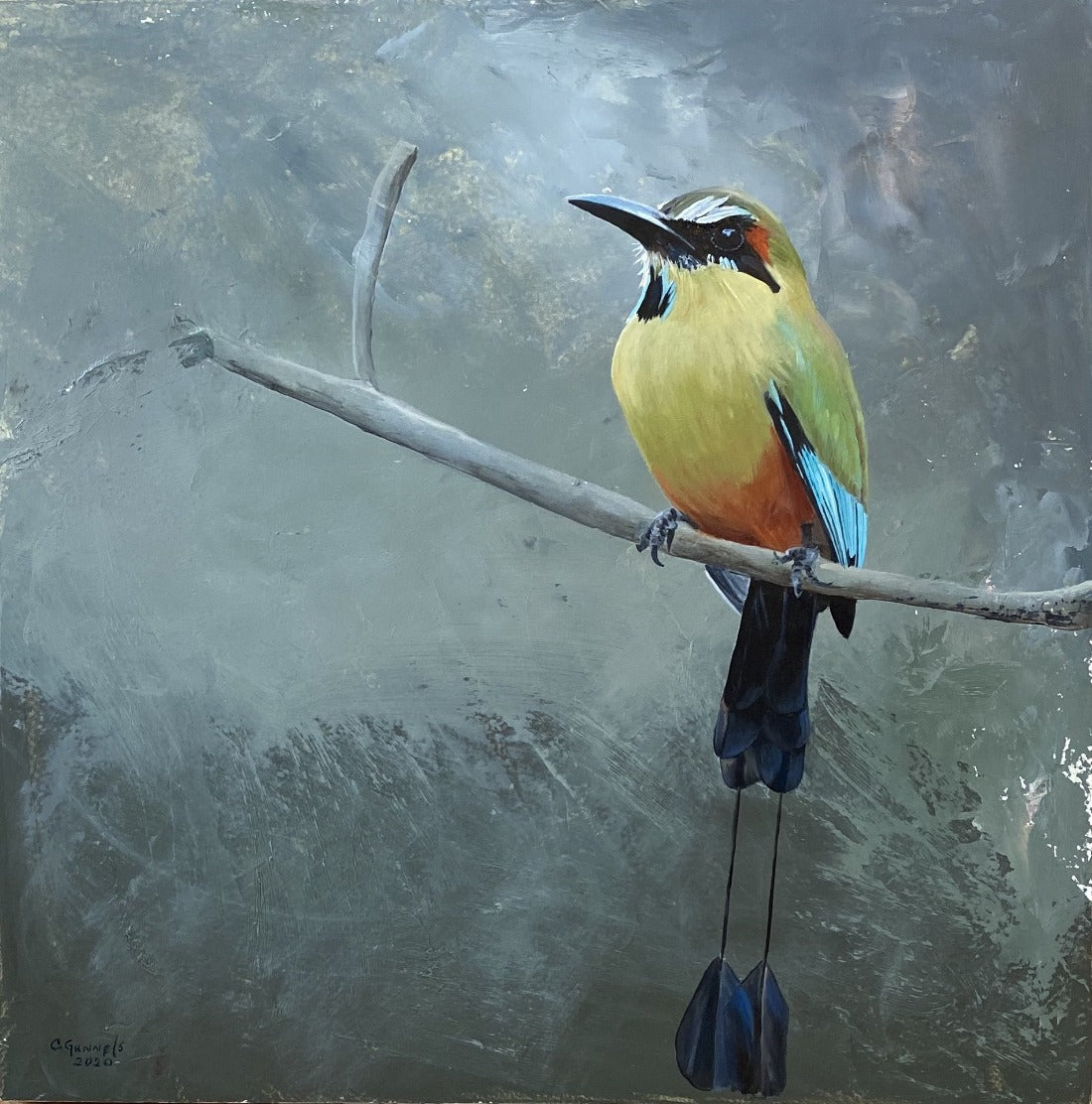 Costa Rican Motmot, Christy Gunnels