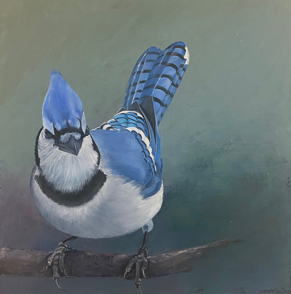 Blue Jay #7