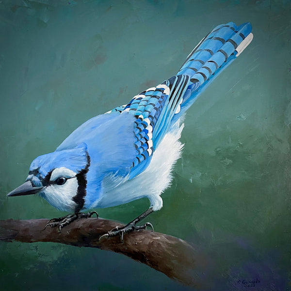 Blue Jay #8