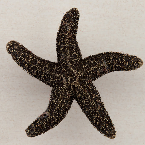 Starfish Cabinet Knob