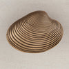Clam Shell Cabinet Knob