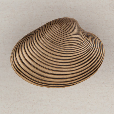 Clam Shell Cabinet Knob