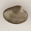Clam Shell Cabinet Knob