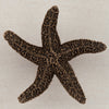 Starfish Cabinet Knob