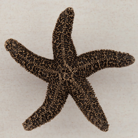 Starfish Cabinet Knob