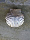 Weathervane Scallop Door Knocker