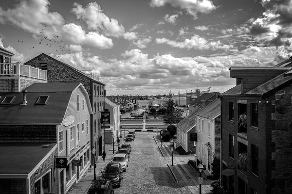 Centre Street Gulls by Michael T Morris Photography