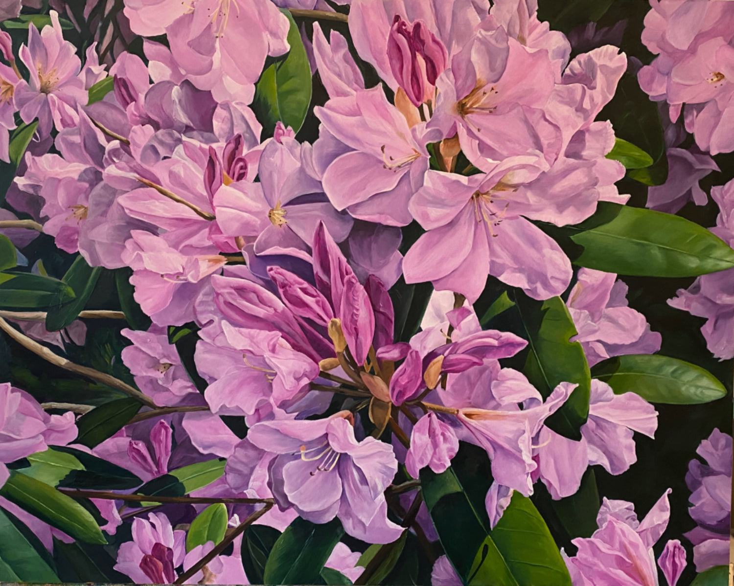 Rhododendron 