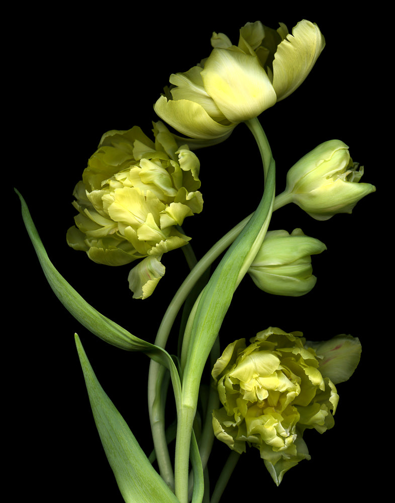 Yellow Tulips #2 - Matted Print 11”x14” in 16