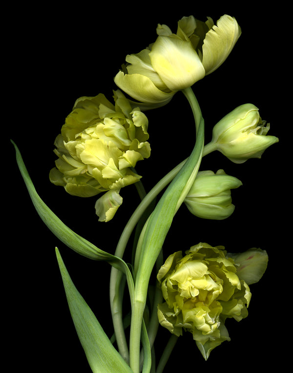 Yellow Tulips #2 - Matted Print 11”x14” in 16"x20" mat