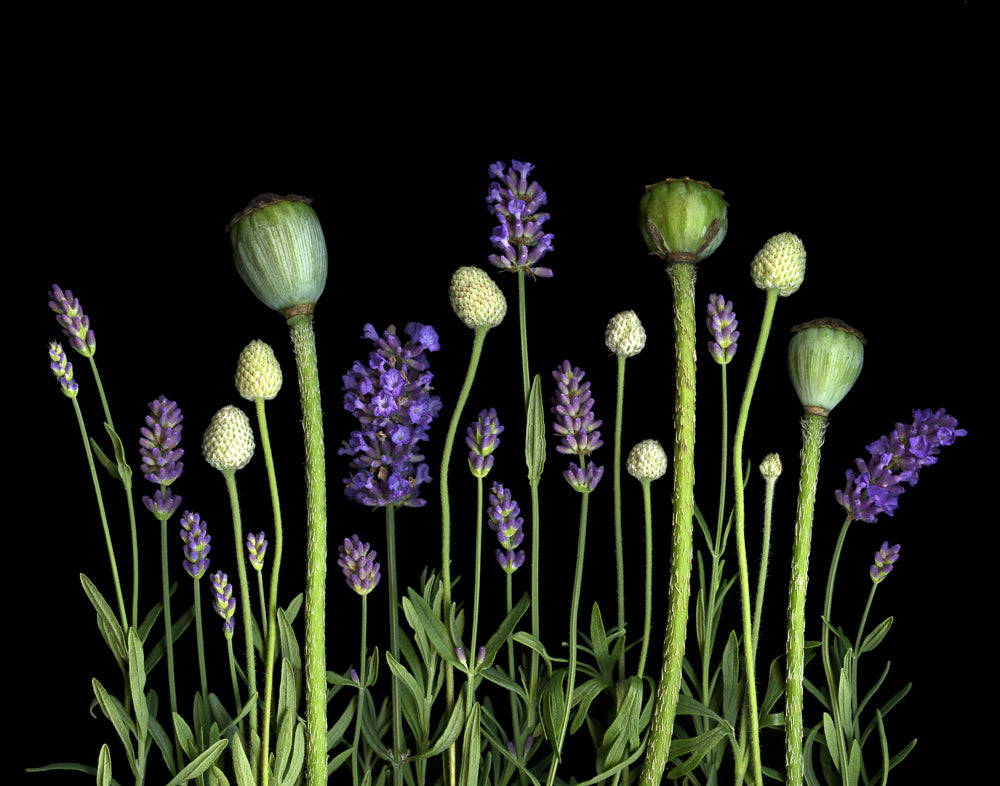 Lavender Medley - Matted Print 11”x14” in 16