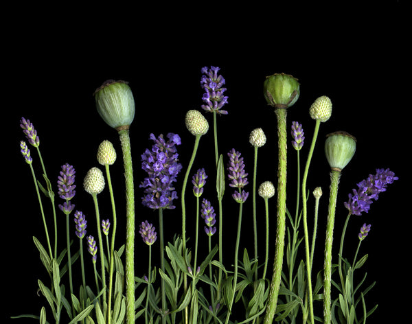 Lavender Medley - Matted Print 11”x14” in 16"x20" mat