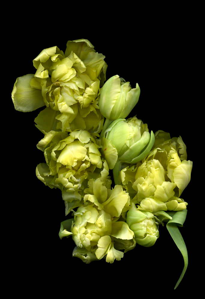 Yellow Tulips #1 - Framed 13” x 19”