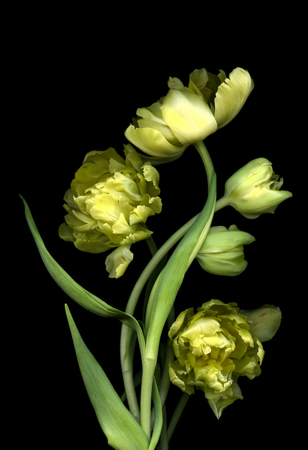 Yellow Tulips #2 - Framed 13” x 19”