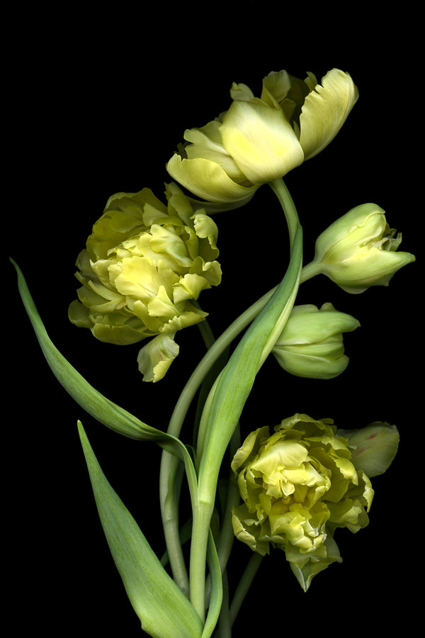 Yellow Tulips #2 - Matted Print 12”x18” in 18"x 24" mat