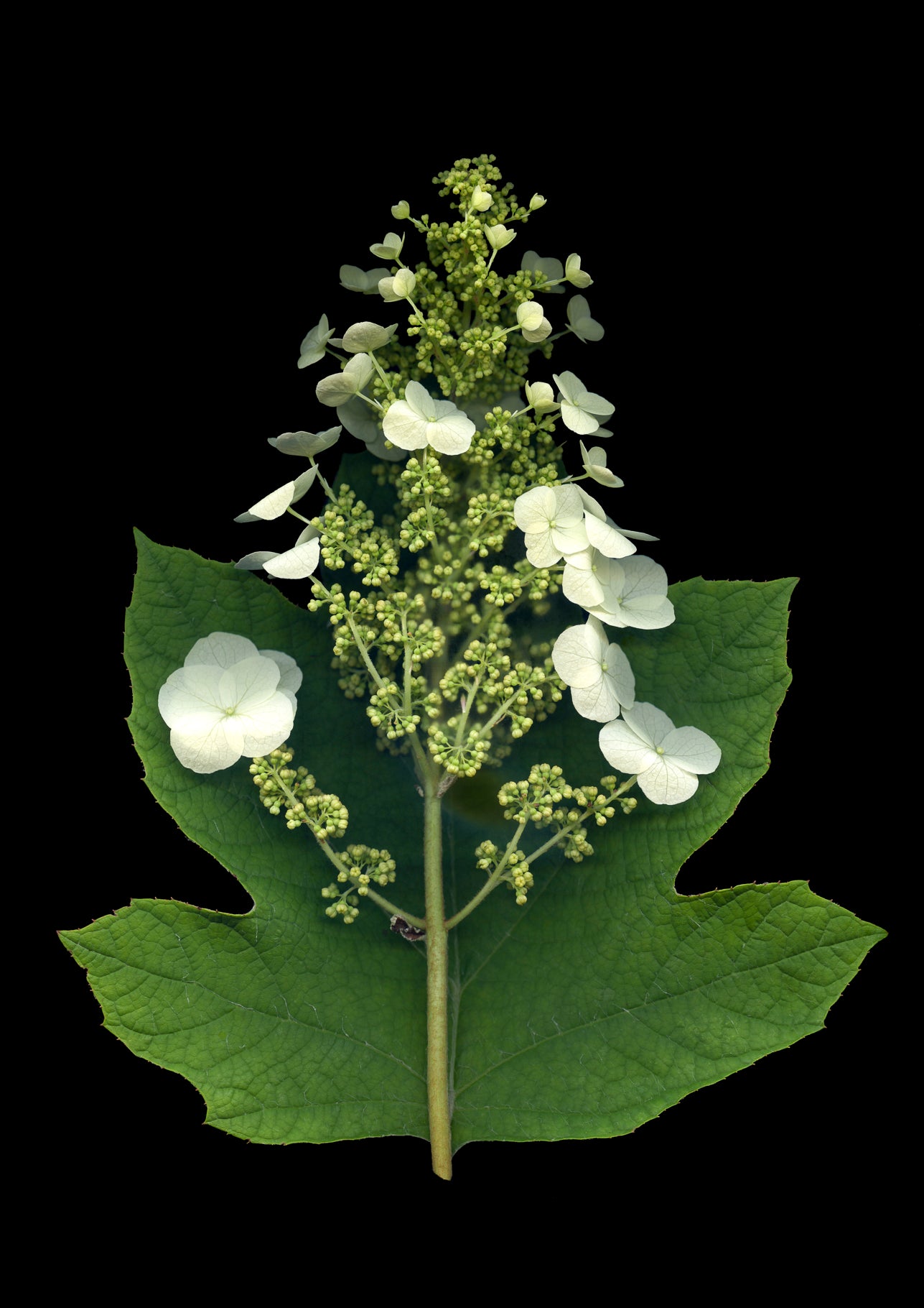 'Oakleaf Hydrangea' blank note card