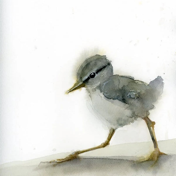 Fledgling Sandpiper Greeting Card