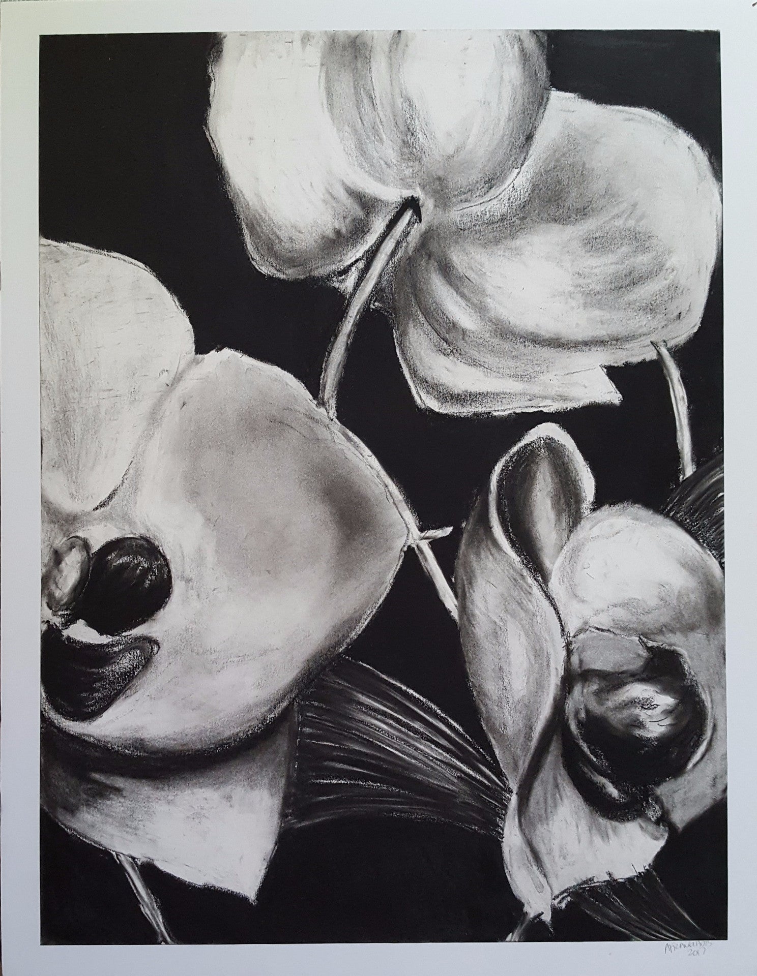 lauries orchids iii
