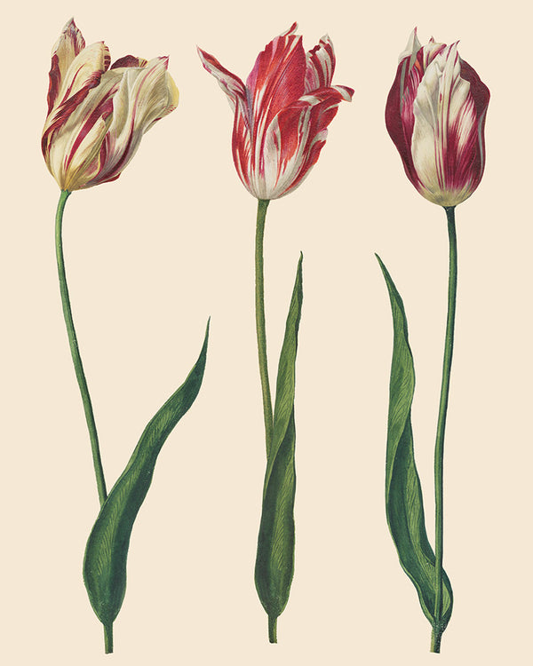 Annie Sloan Royal Horticultural Society Decoupage Papers, Tulips