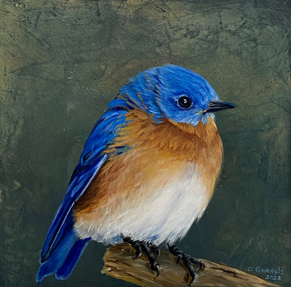 Male Eastern Bluebird #7