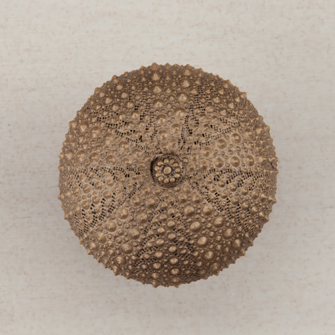 Sea Urchin Cabinet Knob