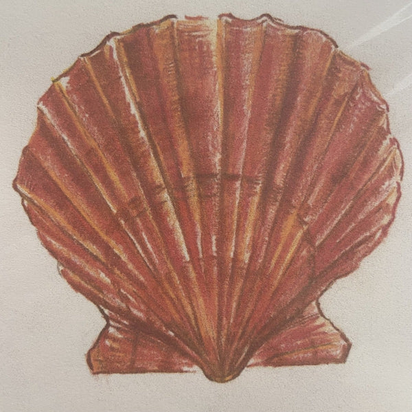 Sea Shell Blank Note Card Set of 6 by Kathryn Davies Bruce