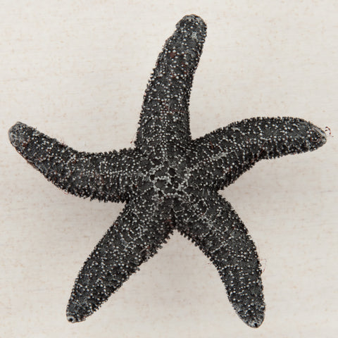 Starfish Cabinet Knob