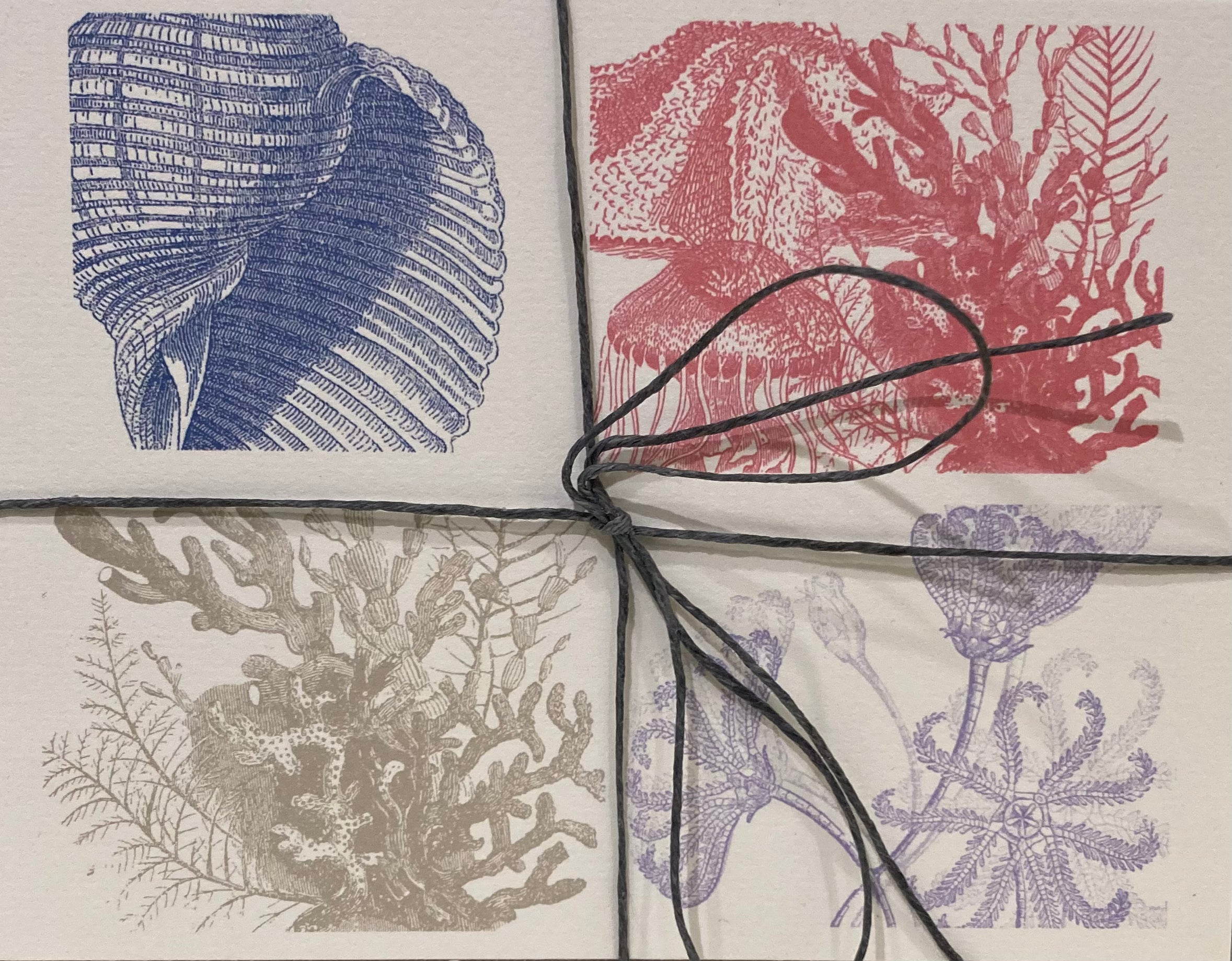 Boxed Note Cards, Sea Life