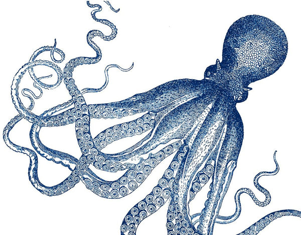 Boxed Note Cards, Octopus Cobalt
