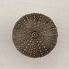 Sea Urchin Cabinet Knob