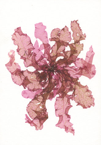 Magenta Grinelia