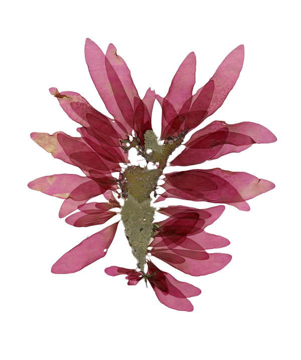 Aquidneck Butterfly (Dulse)